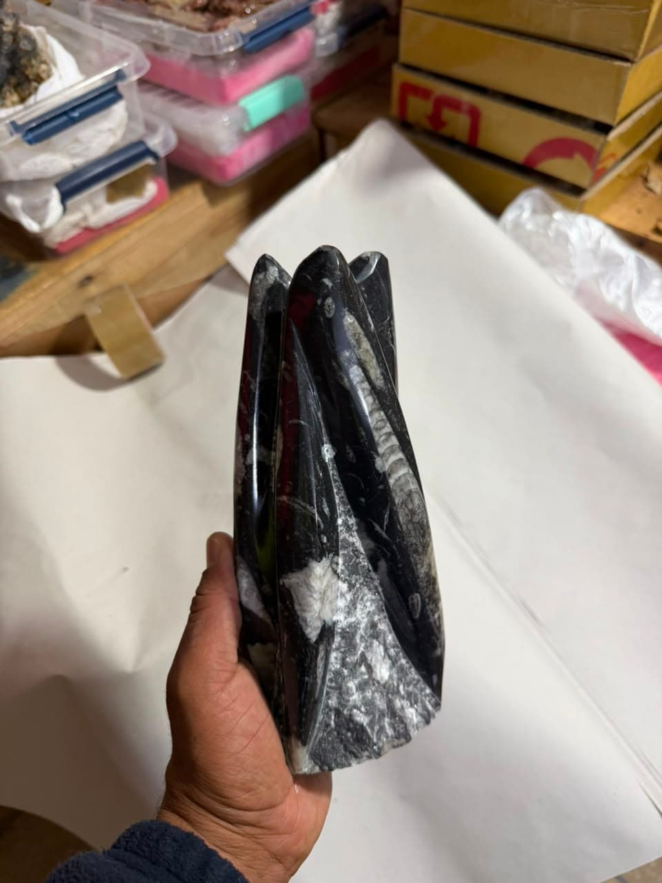 A hand holding a polished black orthoceras fossil cluster with white and grey patterns.