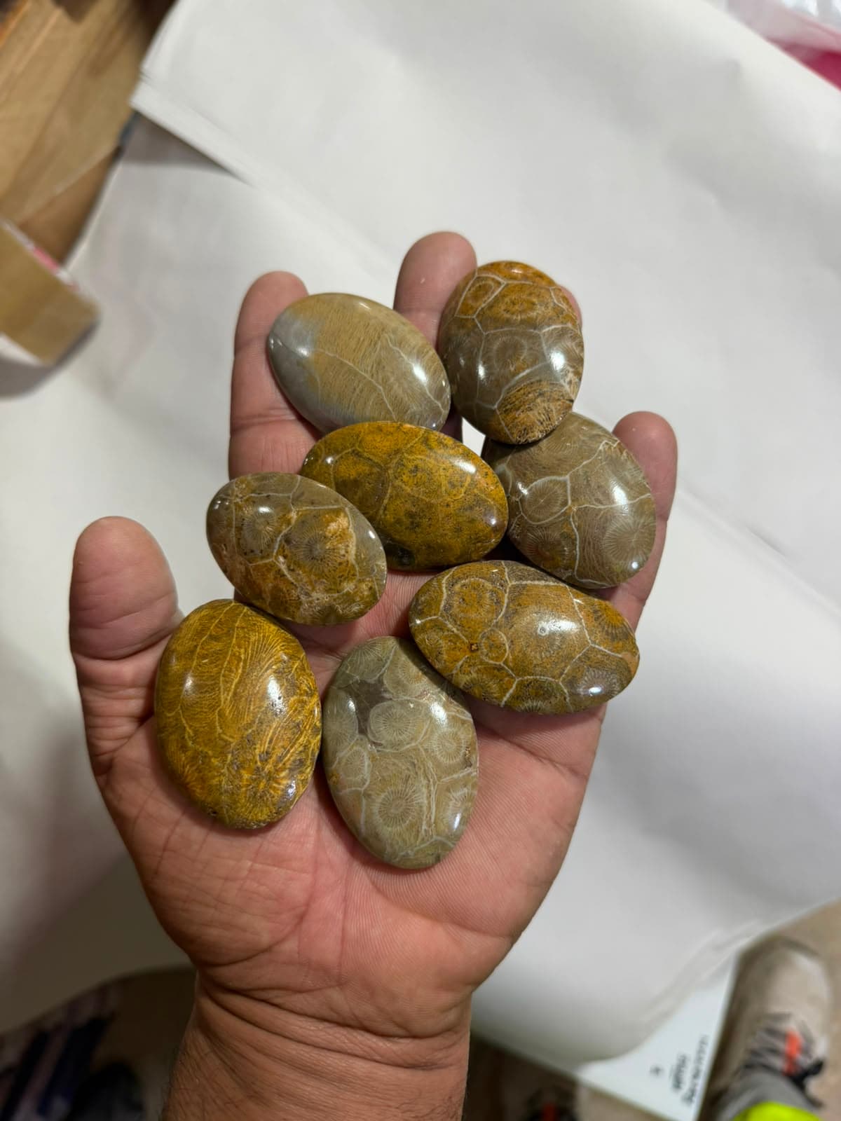 Hand holding several smooth, polished Petoskey stones featuring intricate fossilized coral patterns.