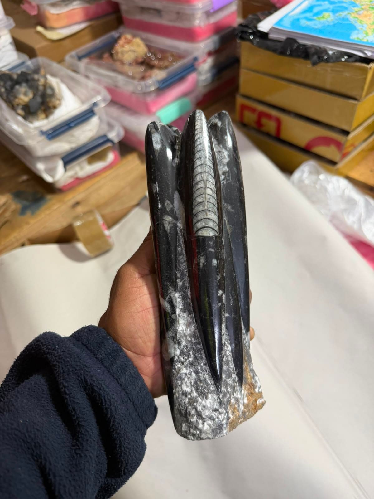 Mano sosteniendo un fósil de Orthoceras negro pulido con múltiples conchas cónicas sobre piedra gris.
